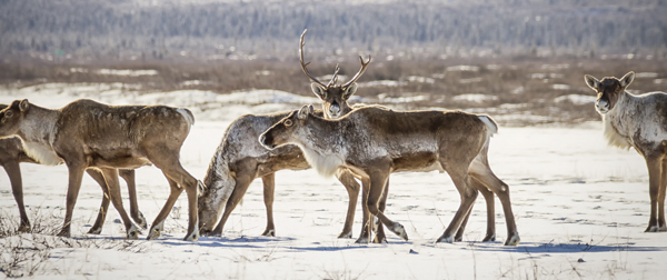 Caribou