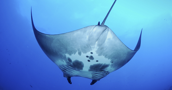 Manta ray