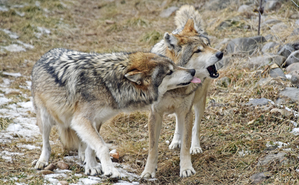 Mexican gray wolves