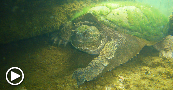 Snapping turtle