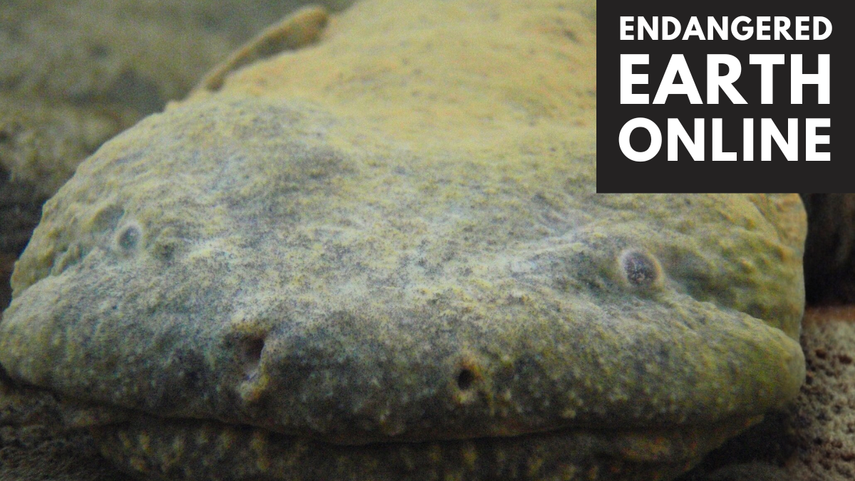 Two hellbenders touching snouts under water