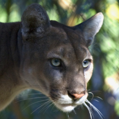 Florida panther face
