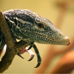Blue tree monitor lizard