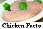 Chicken Facts