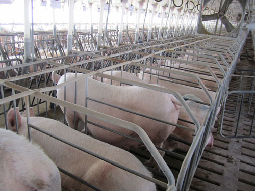 Gestation Crates, courtesy of the Humane Society of the United States