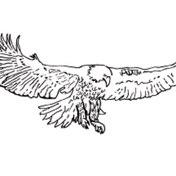 Bald eagle