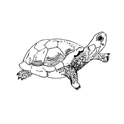 Bog turtle