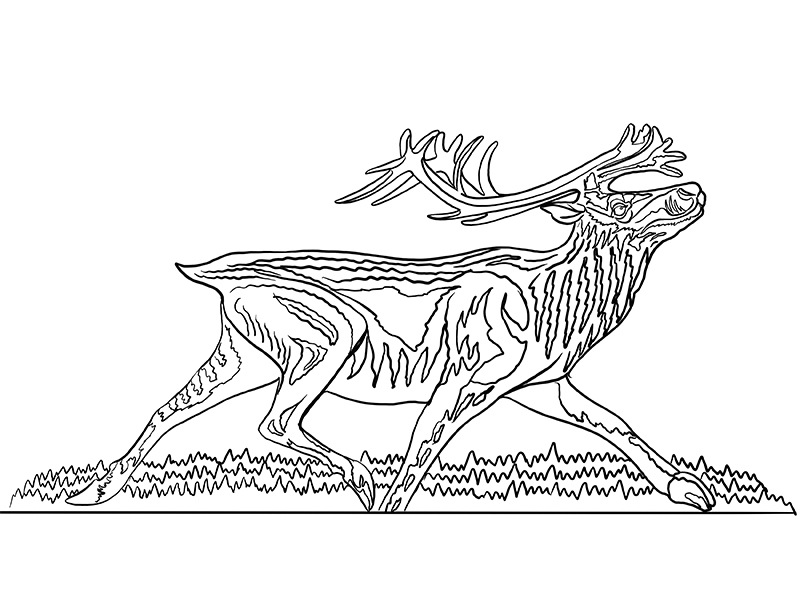 Mountain caribou